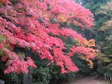 高山寺の紅葉