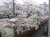 Cherry blossom from my Room
