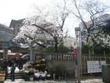 Cherry blossom at BISHAMON-TEN
