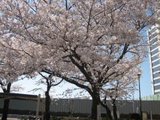 Cherry blossom at TOYAMA park