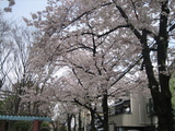 自宅そばの公園の桜