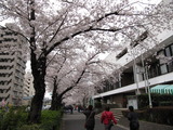 桜のトンネル！